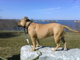 All Muscle Pitbull Rescue Calmsubmissive Spotty Dog Alpha Dog Rescue Dogs