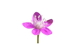 Image result for Gisekia