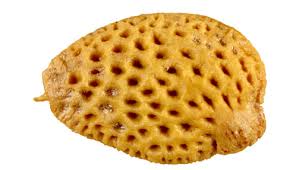 Image result for Paropsia