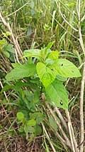Image result for Vernonia kirungae