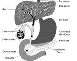 Hempedu | learn detailed meaning of gallbladder in malay dictionary with audio this page also provides synonyms and grammar usage of gallbladder in malay. September 2012 Vegsoupforthesoul