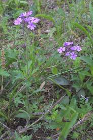 Image result for Verbenaceae