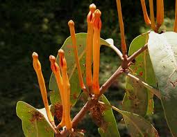 Image result for Phragmanthera