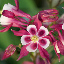 Image result for Aquilegia vulgaris Tower Mix