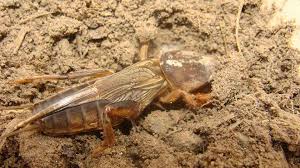 Gatunek wszystkożerny, zjada korzenie roślin (stąd nazwa), ale również bezkręgowce, głównie larwy innych owadów. Wedkarstwo Sumowe Dzdzownica Kolowrotki Zanety Przynety Leszcz Ploc Sum Karp Czerwone Robaki Pl Turkuc Podjadek 20 Szt Wysylka Zero Zlotych