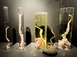 Nordic Car Rental in Iceland