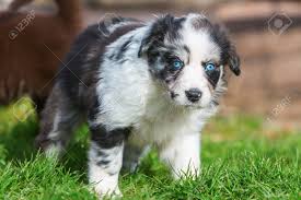 Blue eyes australian shepherd puppy. Portrait Of A Cute Australian Shepherd Puppy With Blue Eyes Stock Photo Picture And Royalty Free Image Image 73491275