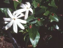 Image result for Jasminum breviflorum