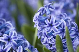 How to grow easter egg plants. 14 Popular Easter Flowers And What They Symbolize Southern Living
