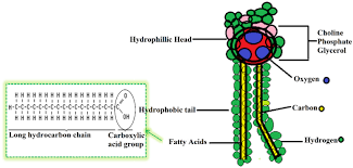 Check spelling or type a new query. Phospholipid The Dynamic Structure Between Living And Non Living World A Much Obligatory Supramolecule For Present And Future