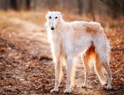 5 Things To Know About Borzois In 2020 Borzoi Dog Dog Breeds Borzoi