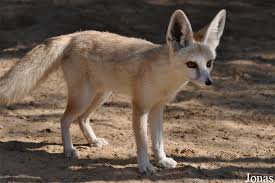 Ruppell S Fox Vulpes Rueppellii Canine Family Wild Dogs Domestic Dog
