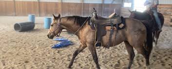 2013 buckskin tennessee walking horse gelding &dollar;12,500 gorgeous, golden dappled buckskin registered twhbea gelding! Geldings Colts Burrell Quarter Horses
