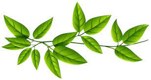 Green Leaves Png Image Green Leaf Background Digital Flowers Leaves