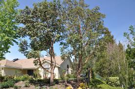 Image result for Lophostemon confertus