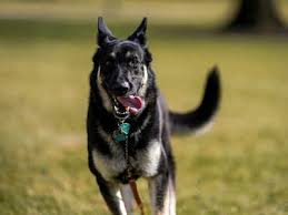 Give a pet a good home in seaford, east sussex on gumtree. White German Shepherd Price In Bangalore