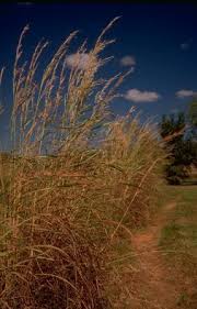 Image result for Andropogon gayanus