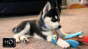We ask for a £250 non refundable deposit to secure your new puppy. Angry Husky Puppy Barking At Toy And Biting It Funny Video Youtube