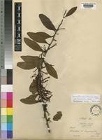 Image result for Agelanthus tanganyikae