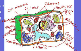 Cells are the building blocks of life. Best Of Plant Cell Coloring Activity Sugar And Spice