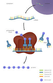 What Is Gene Expression Biology Humor Teaching Biology Biology Projects