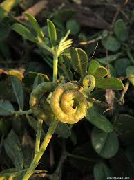 Image result for Indigofera circinella