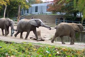 Zoo wuppertal has an excellent african elephant breeding program, with the successful births of multiple calves. Datei Wuppertal Zoo 0013 Jpg Wikipedia