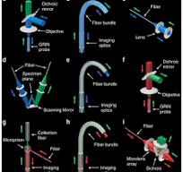 Fiber-optic fluorescence imaging | Nature Methods