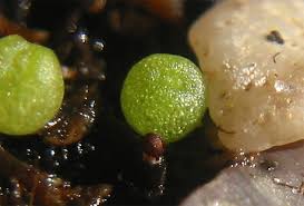 Image result for Strombosiopsis