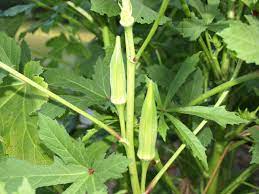To answer your specific questions: Okra Home Garden Information Center