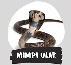 Tetapi untuk mendatangkan keberuntungan, kamu harus bersyukur atas hal yang sudah dialami selama ini. Arti Mimpi Ular Waspadalah 3835 Info
