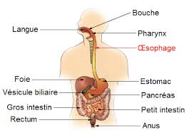 Digestive system song to learn the parts of the human digestive system. Digestive System Facts Cool Kid Facts