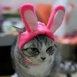 Betisier de chat