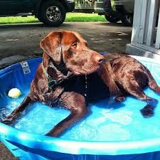 Tripper wood (704) 975 2726 email tripper. Sampson A Chocolate Labrador Retriever From Charlotte North Carolina Substitute Roxie In The Pool Lab Dogs Lab Puppies Chocolate Lab Puppies