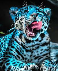 Rare Blue Panther Wild Cats Animals Wild Animals