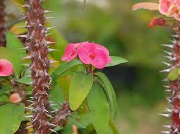Non tutti i coltivatori di fiori faranno fronte alla coltivazione di donne capricciose. Coltivazione Euphorbia Milii Tutto Sulla Corona Di Cristo