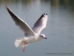 10034 flight black headed gull by bedirhan kupeli fotograf