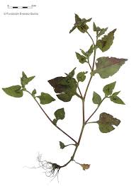 Image result for Persicaria nepalensis