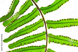 Image result for Lomariopsidaceae