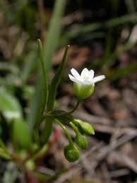 Image result for Montia