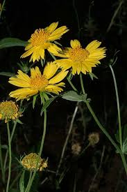 Image result for Verbesina encelioides