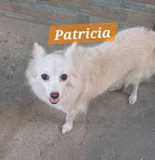 DOG OWNERS PHILIPPINES