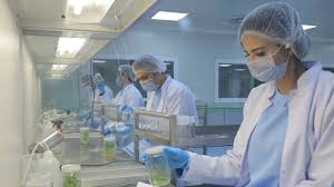 Check spelling or type a new query. Egyptian French Company For Plant Tissue Culture S A E Linkedin