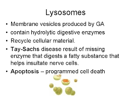 Maybe you would like to learn more about one of these? Eukaryotic Cells Structure Of Eukaryotic Cells Nucleus Contains