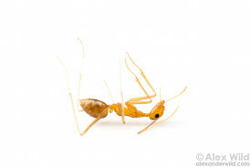 Image result for Anagallis gracilipes