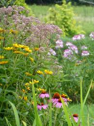 The Very Tall Soft Purple Joe Pye With Yellow Heliopsis And Purple Coneflower With Celome Spider Plant In The Backgroun Plants Spider Plants Country Gardening