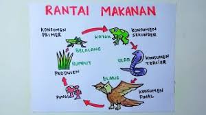 Apa kamu pernah mendengar tentang rantai makanan dan jaring makanan? Cara Menggambar Rantai Makanan Rantai Makanan Di Sawah Youtube