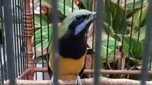 Open & share this gif kino, peli, entrevista, with everyone you know. Cucak Kinoy Gacor By Aeng Go Eng