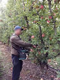 Petik buah di australia bukan senang. Lelaki Ini Kongsi Pengalaman Kerja Petik Buah Di Australia Bahagian 3 Iluminasi