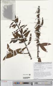 Image result for Phragmanthera